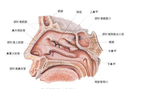 鼻腔,口腔,咽喉图片